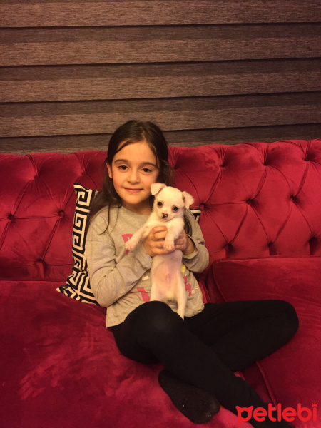 Chihuahua, Köpek  Kuki fotoğrafı