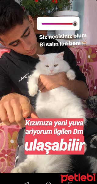 Van Kedisi, Kedi  Sütlaç fotoğrafı