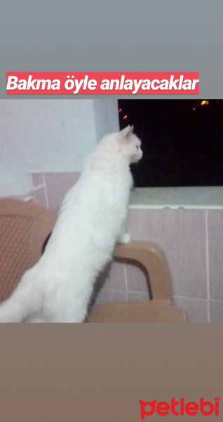 Van Kedisi, Kedi  Sütlaç fotoğrafı