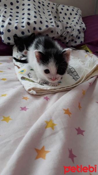 Tekir Kedi, Kedi  Adlari yok fotoğrafı