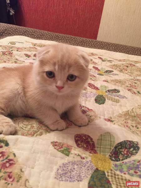 Scottish Fold, Kedi  Sofi fotoğrafı