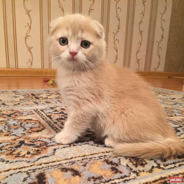 Scottish Fold, Kedi  Sofi fotoğrafı