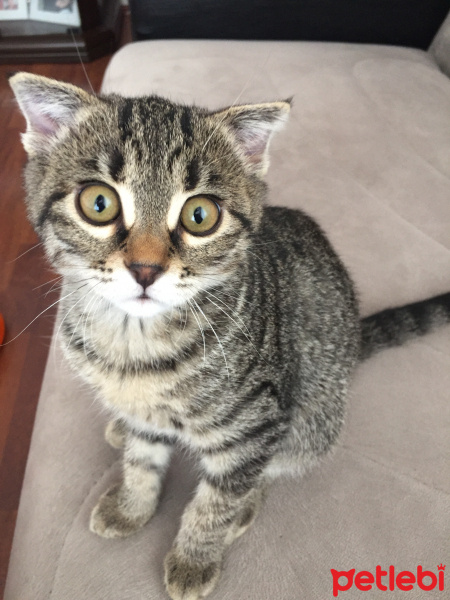 Scottish Fold, Kedi  Maya fotoğrafı
