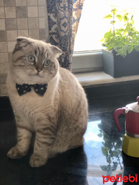 Scottish Fold, Kedi  Pufi fotoğrafı