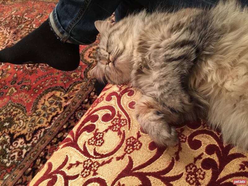 İran Kedisi (Persian), Kedi  Ahçik fotoğrafı