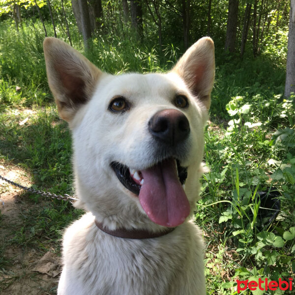 Canaan Köpeği, Köpek  Babi fotoğrafı