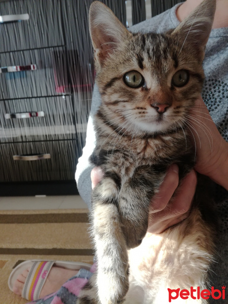 Tekir Kedi, Kedi  Minik fotoğrafı