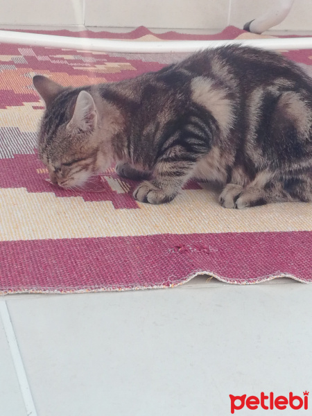 Tekir Kedi, Kedi  Minik fotoğrafı