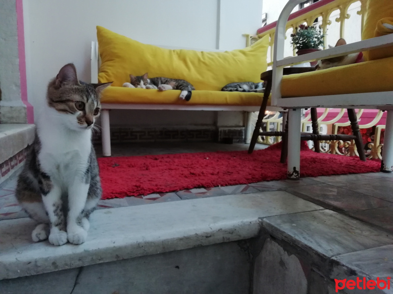 Tekir Kedi, Kedi  Hera fotoğrafı