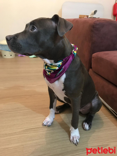Amerikan Staffordshire Terrier, Köpek  Lyssha fotoğrafı