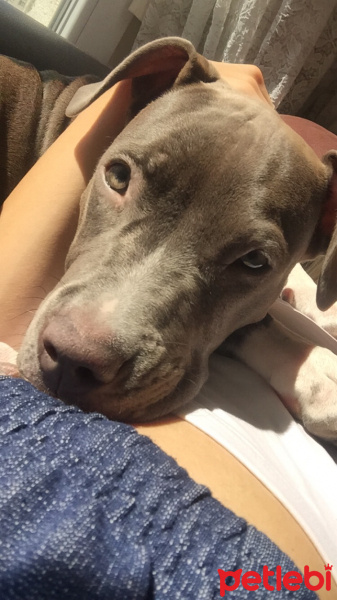 Amerikan Staffordshire Terrier, Köpek  Lyssha fotoğrafı