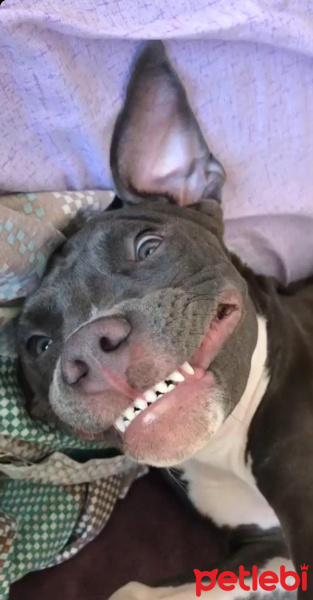 Amerikan Staffordshire Terrier, Köpek  Lyssha fotoğrafı