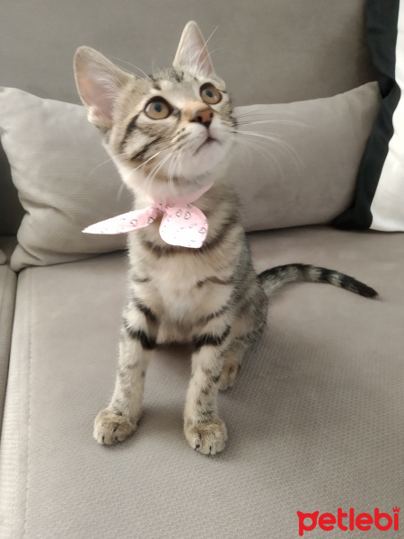 Tekir Kedi, Kedi  Miniçita fotoğrafı