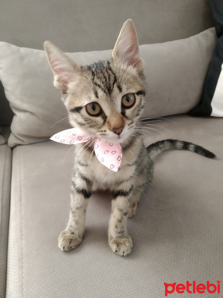 Tekir Kedi, Kedi  Miniçita fotoğrafı