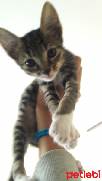 Tekir Kedi, Kedi  Gradisca fotoğrafı