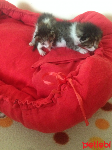 Tekir Kedi, Kedi  Boncuk ve mia fotoğrafı