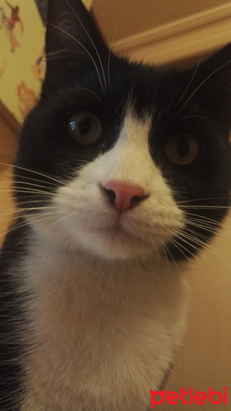 Tuxedo (Smokin) Kedi, Kedi  Sylvester fotoğrafı