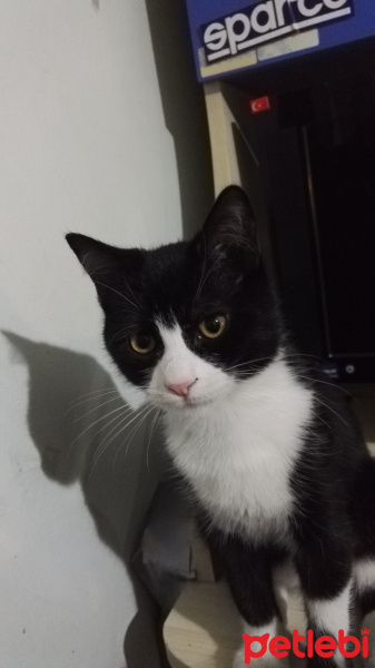 Tuxedo (Smokin) Kedi, Kedi  Sylvester fotoğrafı