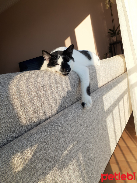 Tuxedo (Smokin) Kedi, Kedi  Çarsi fotoğrafı