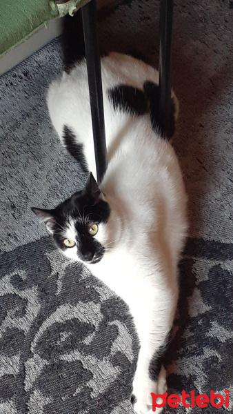 Tuxedo (Smokin) Kedi, Kedi  Çarsi fotoğrafı