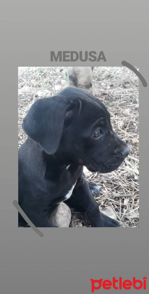 Cane Corso Italiano, Köpek  Medusa fotoğrafı