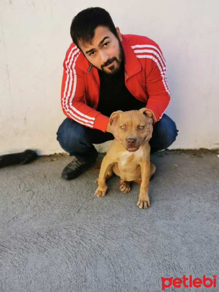 Amerikan Pitbull Terrier, Köpek  BOYKA fotoğrafı