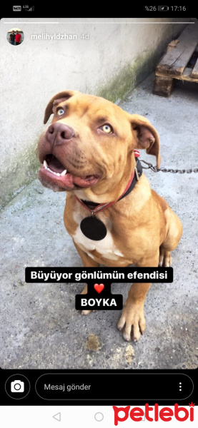 Amerikan Pitbull Terrier, Köpek  BOYKA fotoğrafı