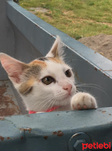 Tekir Kedi, Kedi  Pamuk fotoğrafı
