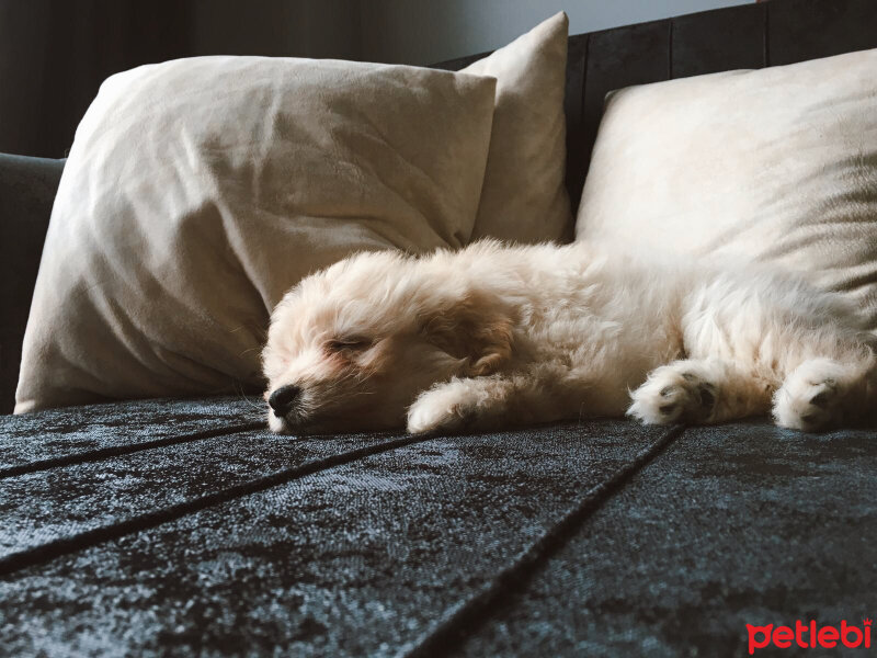 Maltese, Köpek  Gofret fotoğrafı