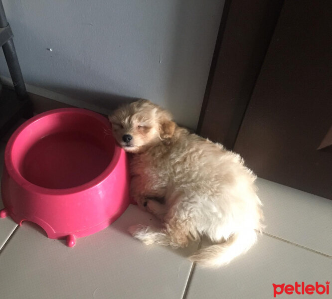 Maltese, Köpek  Gofret fotoğrafı