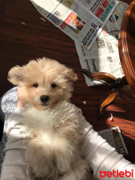 Maltese, Köpek  Gofret fotoğrafı