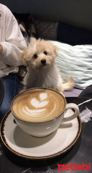 Maltese, Köpek  Gofret fotoğrafı