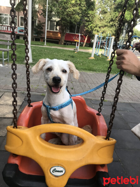 Maltese, Köpek  Gofret fotoğrafı