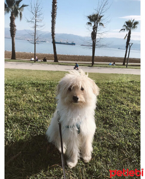 Maltese, Köpek  Gofret fotoğrafı