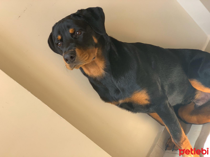 Rottweiler, Köpek  Bambam fotoğrafı