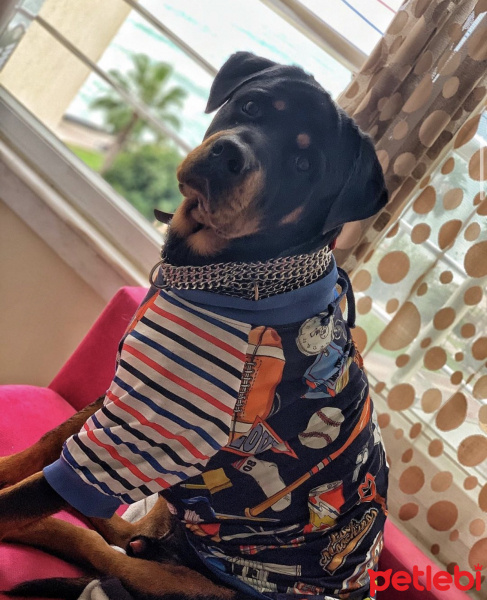 Rottweiler, Köpek  Bambam fotoğrafı