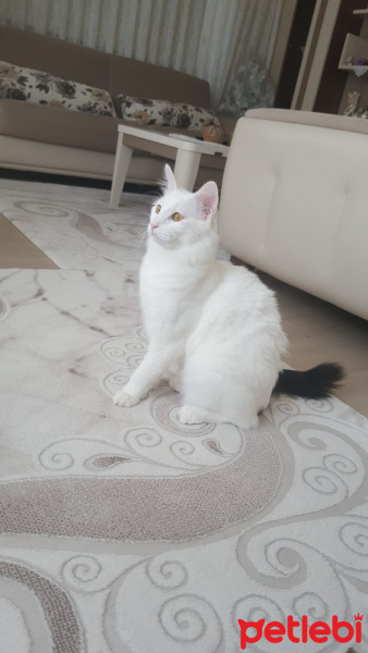 Van Kedisi, Kedi  Şila fotoğrafı