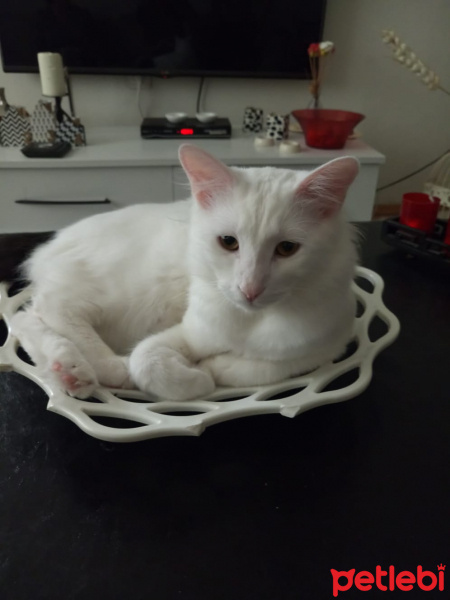 Van Kedisi, Kedi  Şila fotoğrafı