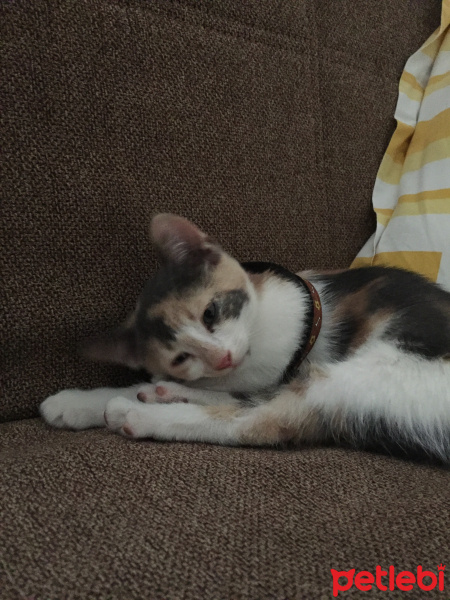 Tekir Kedi, Kedi  paçi fotoğrafı