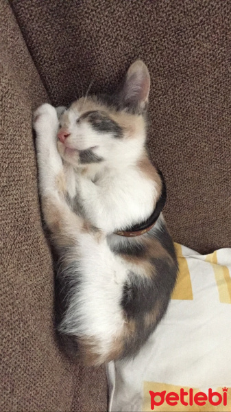 Tekir Kedi, Kedi  paçi fotoğrafı