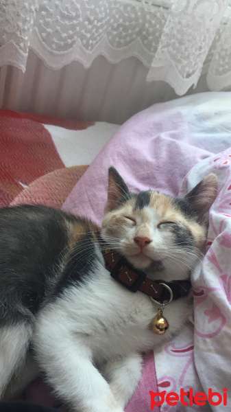 Tekir Kedi, Kedi  paçi fotoğrafı