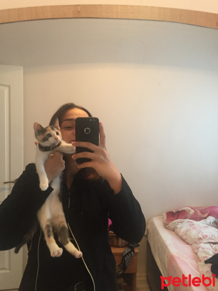 Tekir Kedi, Kedi  paçi fotoğrafı