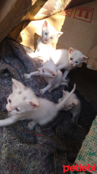 Ankara Kedisi, Kedi  Safiye fotoğrafı