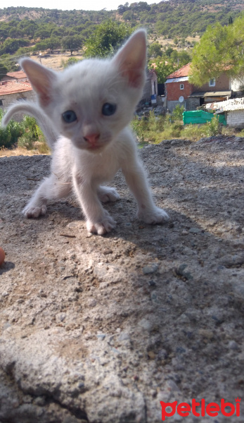 Ankara Kedisi, Kedi  Safiye fotoğrafı