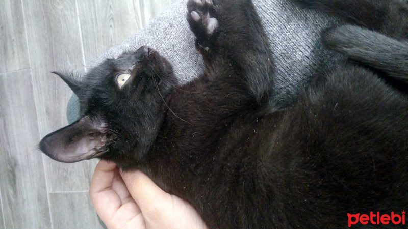 Tekir Kedi, Kedi  yaramaz fotoğrafı