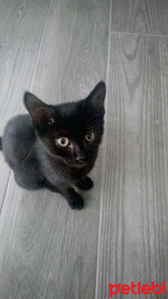 Tekir Kedi, Kedi  yaramaz fotoğrafı