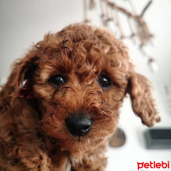 Poodle (Minyatür Kaniş), Köpek  Badem fotoğrafı