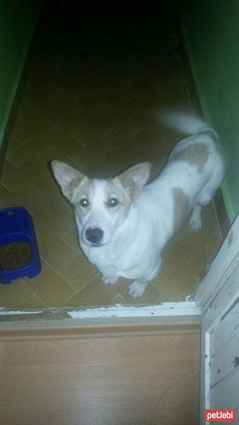 Jack Russell Terrier, Köpek  Şiva fotoğrafı