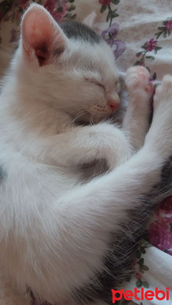 Tekir Kedi, Kedi  Prenses fotoğrafı