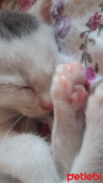 Tekir Kedi, Kedi  Prenses fotoğrafı